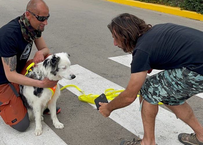 Actividad de mantrailing en Valencia con perro, guía e instructor