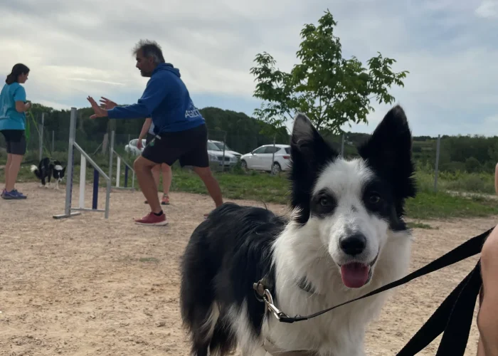 agility1